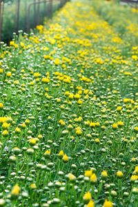 Close-up of yellow flowering plants on field