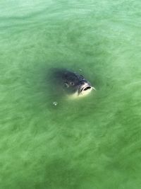 High angle view of fish swimming in water