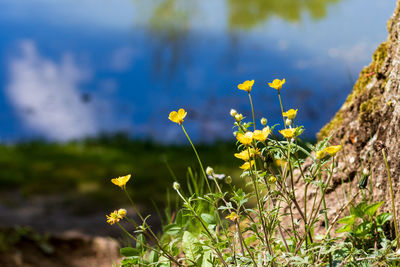 Close-up of yellow flowering plant on land