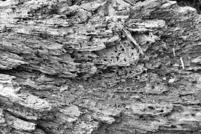 Close-up of tree trunk