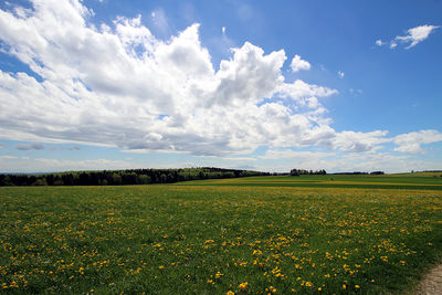 Scenic view of field against sky