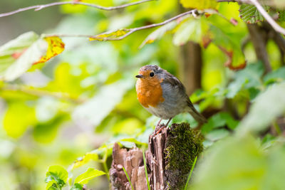 Close-up of bird perching on branch