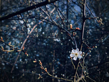 Close-up of white cherry blossoms in spring