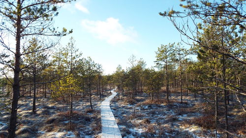 Low angle view of trees in forest against sky