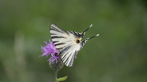 Close-up of butterfly on purple flower