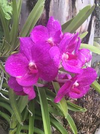 Close-up of pink flowering plant