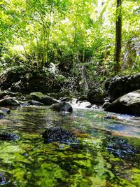 Trees growing by river in forest