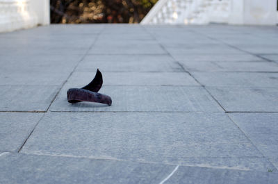 Close-up of bird on floor