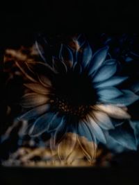 Close-up of flower blooming outdoors