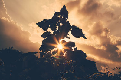 Silhouette plant against bright sun during sunset
