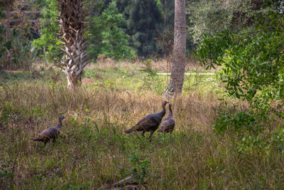 Ducks on grass in forest