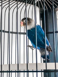 View of bird in cage