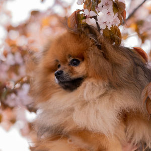 Portrait of a little spitz on a background of sakura