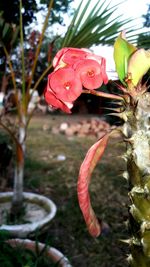 Close-up of red flower growing on tree