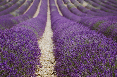 Full frame shot of lavender growing on field