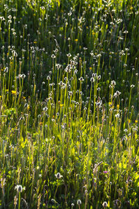 Full frame shot of flowering plants on field