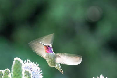 Close-up of a bird flying