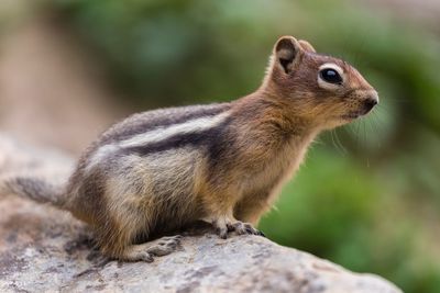 Close-up of squirrel on rock