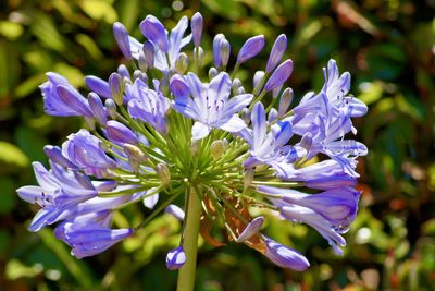 Close-up of purple flowering plant in park