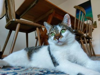 Portrait of cat sitting on chair at home