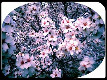 Low angle view of pink flowers