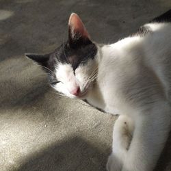 High angle view of cat sleeping