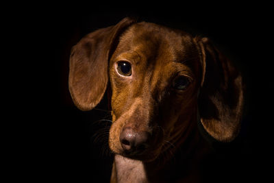 Close-up portrait of puppy against black background