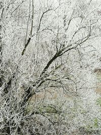 Close-up of bare tree during winter