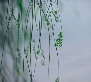 Low angle view of bamboo plants against the sky