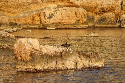 View of birds in lake