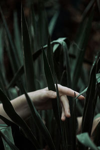 Close-up of hand holding plant