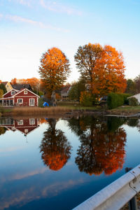 Reflection of trees in water