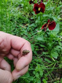 Close-up of hand holding red flower