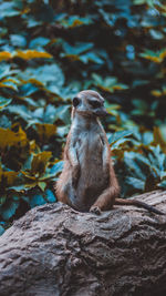 Meerkat sitting on branch in forest