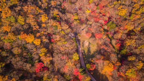 High angle view of road amidst trees during autumn