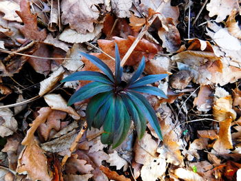 Close-up of leaves