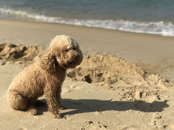 Dog on beach