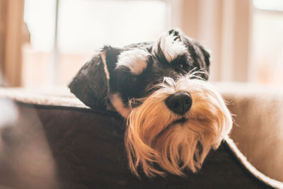 Close-up portrait of dog relaxing on sofa at home