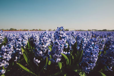 Close-up of lavender growing in field against clear sky