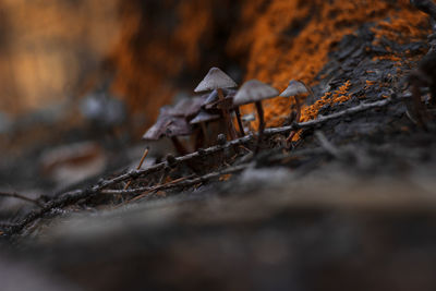 Close-up of mushroom growing on field