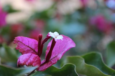 Close-up of pink flowering plant