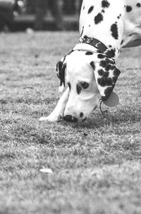 Dalmatian dog smelling grass on field