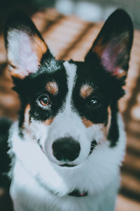 Close-up portrait of dog