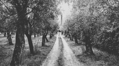 Road passing through trees