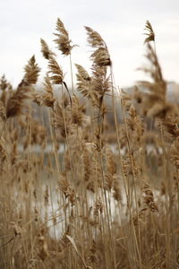 Close-up of stalks in field against sky and water