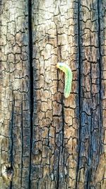 Close-up of lizard on tree trunk