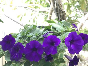 Close-up of purple flowers