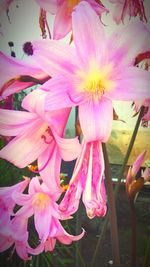 Close-up of pink flowers