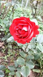 Close-up of red rose