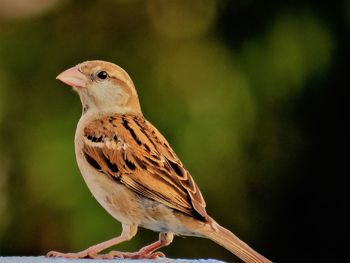 A female house sparrow 